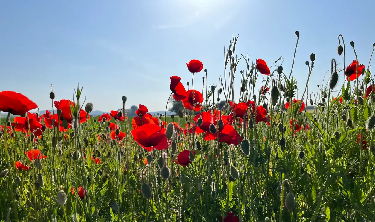 Klatschmohn-Feld im Neckartal an einem Sommermorgen