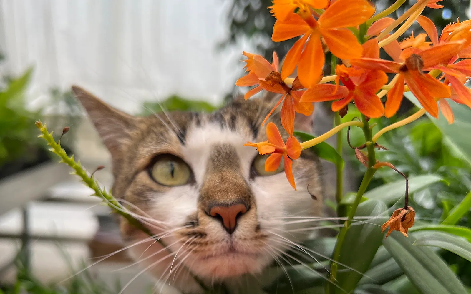Unsere Ladenkatze zwischen den Pflanzen im Gewächshaus