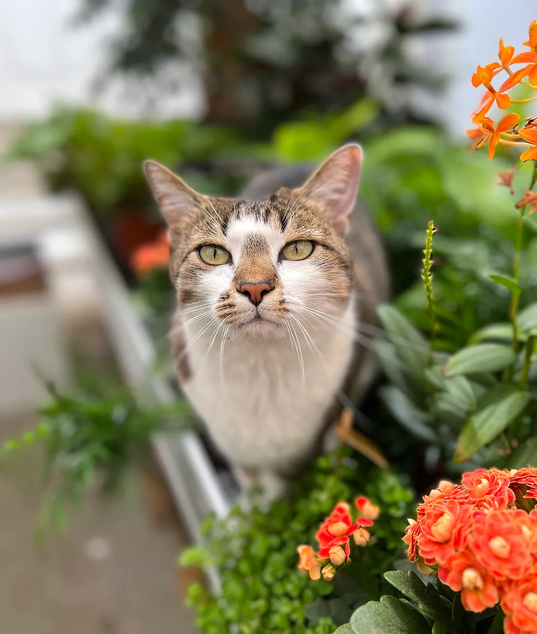 Unsere Ladenkatze schaut neugierig zwischen den Pflanzen hervor