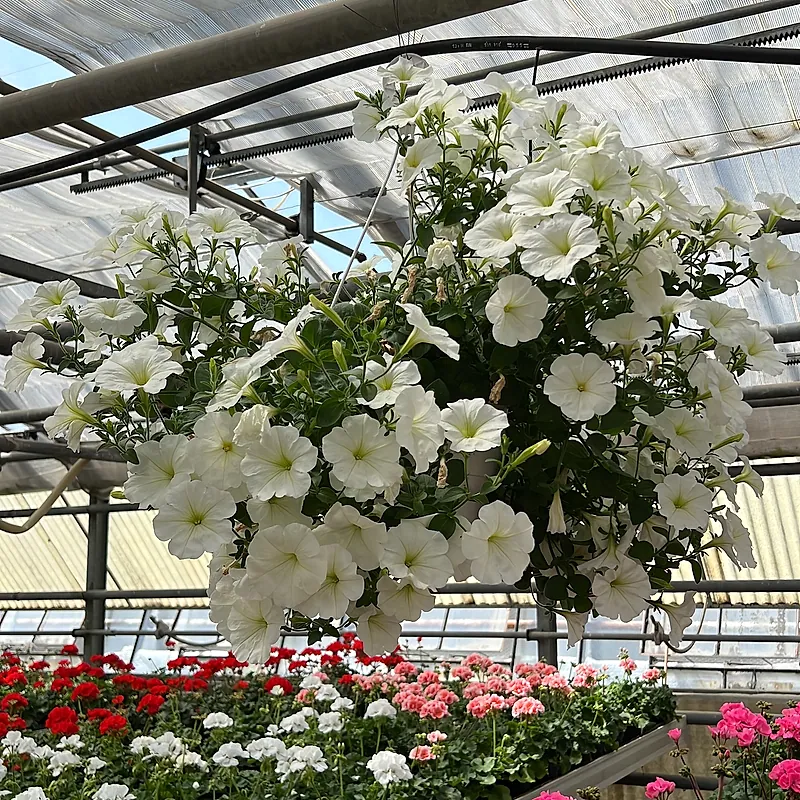 Geranien in kräftigen Farben auf den Pflanzbänken im Gewächshaus